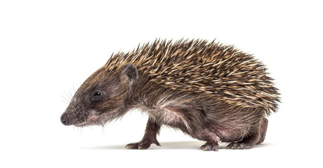 Side view of a baby European hedgehog walking on a white background