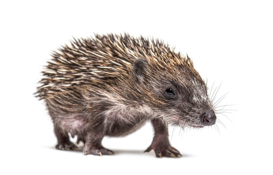 Walking Young European hedgehog looking at the camera, isolated on white
