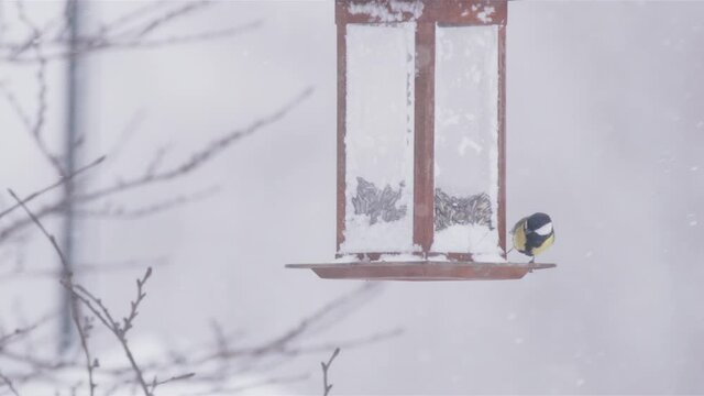 Great tit on bird feeder feeds, flies away, snowy winter in Sweden, slow motion