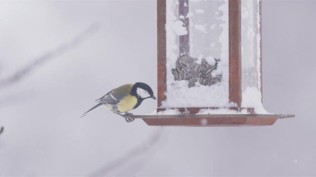 Great tit on bird feeder grabs seed, flies, snowy winter in Sweden, slow motion