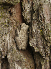 Gray Tree Frog Hyla chrysoscelis on pine tree in Eastern Texas Camoflauged