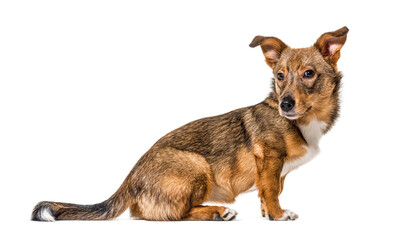 Side view on a isolated Crossbreed dog standing in front