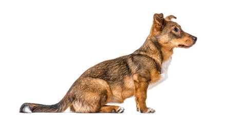 Side view on a isolated Crossbreed dog sitting in front and waiting