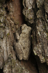 Gray Tree Frog Hyla chrysoscelis on pine tree in Eastern Texas Camoflauged