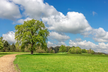 tree in the field