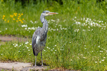 a single heron standing in a green grassy field watching its prey in the water