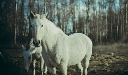 Obraz na płótnie Canvas Golden blue horse. White horse looking at camera