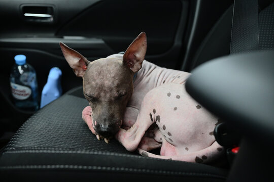 American Hairless Terrier sleep on in car