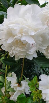 white  peone flowers 