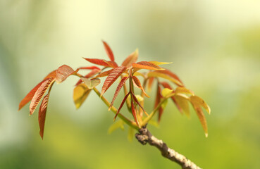 close up of a branch with new spring life forming shot against a light green coloured background
