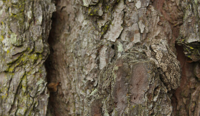 Gray Tree Frog Hyla chrysoscelis on pine tree in Eastern Texas Camoflauged