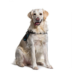 Labrador dog wearing harnais panting