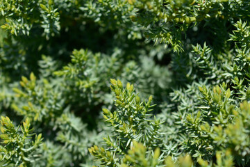 Juniper Green Carpet