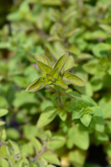 Common marjoram