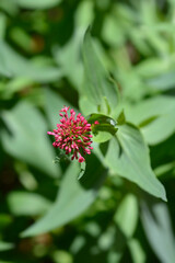 Red valerian