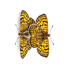 two Provençal fritillary butterflies mating, isolated on white