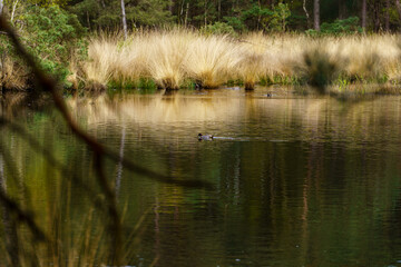waterside of nature area in netherlands