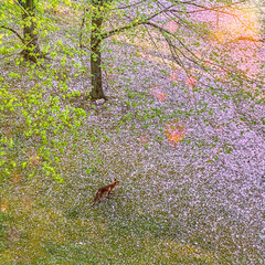 Red fox standing in a beautiful garden in town during springtime, Brussels