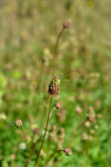 Salad burnet