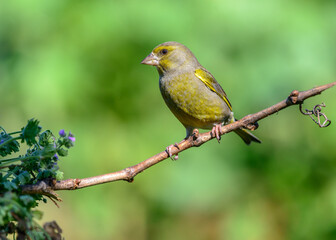 European Greenfinch (Chloris chloris) male bird on grapevine branch