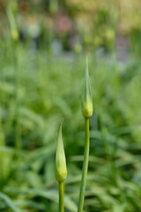 African Lily Amourette White