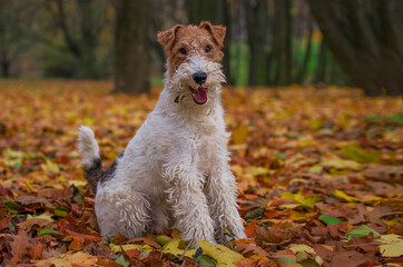 Wire Fox Terrier hunting dog. Puppy pet