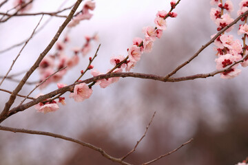 Blooming of Plum Blossom with Buds with Spring Season