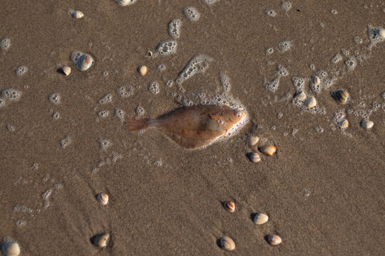 A single flatfish washed up ashore on the Dutch coast (and thrown back into the ocean too, no worries) - Kijkduin, The Hague, The Netherlands