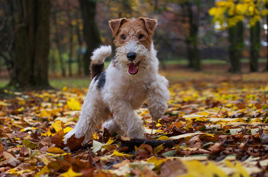 Wire fox hotsell terrier merchandise