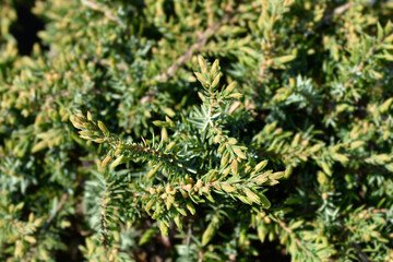 Juniper Green Carpet