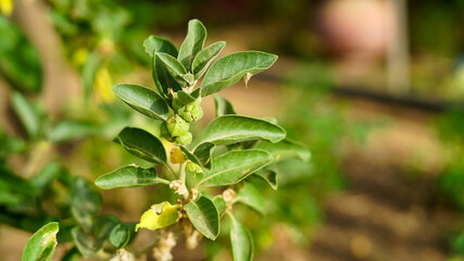 Withania somnifera plant. known as Ashwagandha, Indian ginseng, poison gooseberry, or winter...