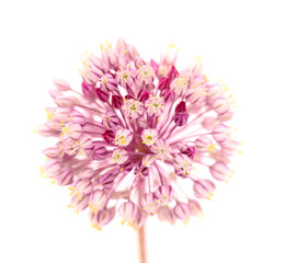 Flora of Gran Canaria -  Allium ampeloprasum, wild leek