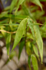 Umbrella bamboo Asian Wonder