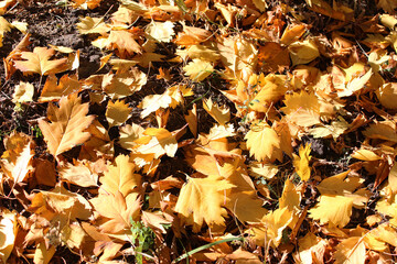 Fallen autumn leaves. Yellow leaves. Can be used as a background, as an element for sites, in design. 