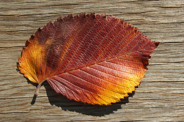 Bright autumn leaf on a wooden background. Design element, for text, background.