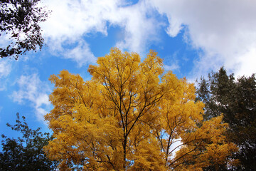 Autumn background. A tree with bright yellow foliage. Autumn tree against the blue sky. Background, design element, postcard.