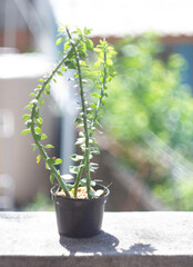 plant in a pot