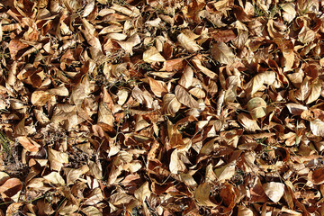 Fallen autumn leaves. Yellow leaves. Can be used as a background, as an element for sites, in design. 