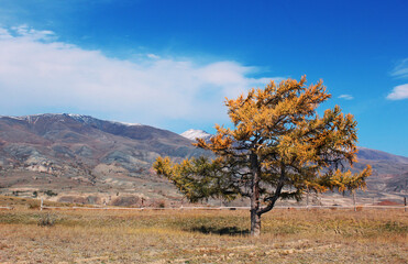 Autumn landscape in the mountains. Altai mountains. Close-up tree. Tourism, travel. Background, texture, element for design, print, postcard.