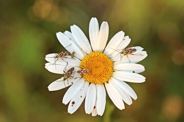 Obraz premium Rotgefleckte Weichwanzen (Calocoris roseomaculatus) auf Margerite