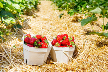 Paper boxes with fresh ripe strawberries on pick a berry farm or field.