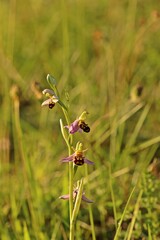 Bienen-Ragwurz (Ophrys apifera).