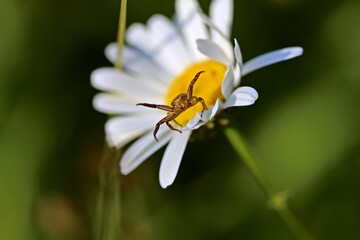 Drohende Braune Krabbenspinne auf Margerite