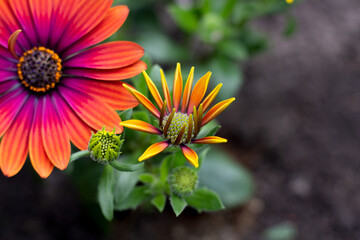 Beautiful yellow, pink, red Osteospermum ecklonis (Spaanse margriet) - close up of a flower 
