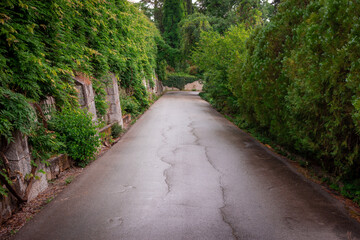 Obraz premium A path in the park. An abandoned road. The old path.