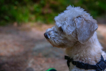 A small Maltese dog.