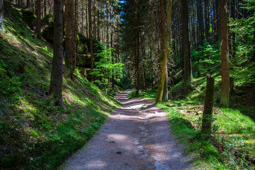 Fototapeta na wymiar Road through the forest in the Czech Switzerland National Park.