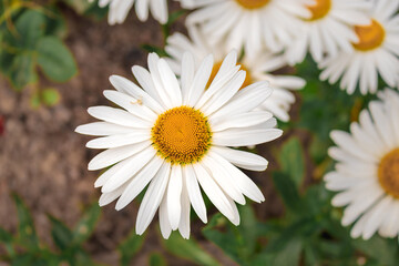 Obraz premium Flowering of large white daisies. Close-up. Beautiful blooming daisies with a white yellow flower and green grass. Daisies in the garden on a sunny day.