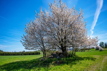Blossoming tree in the middle of pasture.