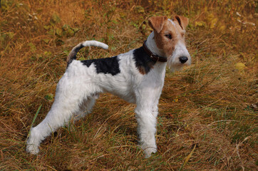 Wire Fox Terrier hunting dog. Puppy pet